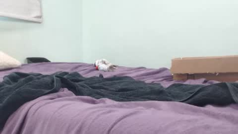 analking69420lol stream preview