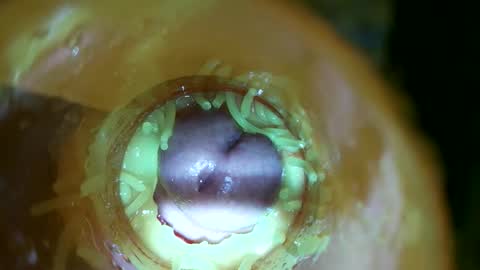 bigmoneycorey live stream