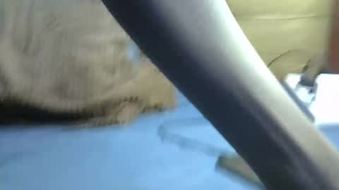 blaqboi_ stream preview