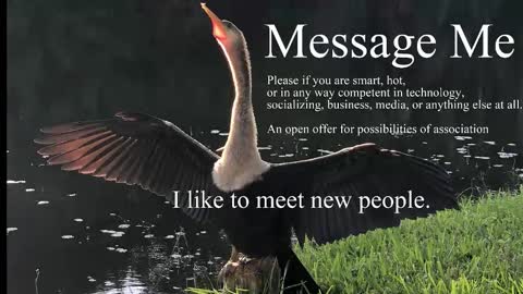 bullgrey009 stream preview