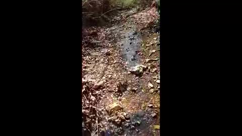 dairoldi stream preview