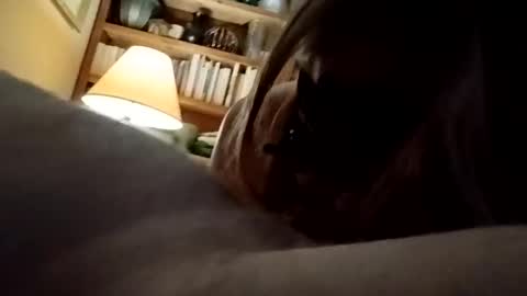 dilligafsex stream preview