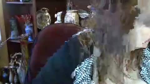 elenazed live stream