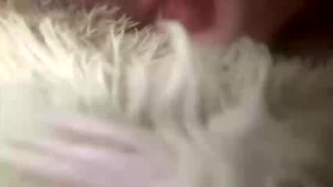 faeryluna live stream