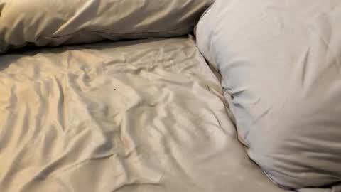 fisherman4you stream preview