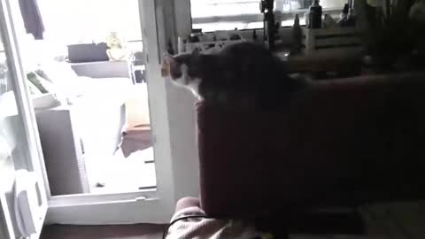 hexe40002 stream preview