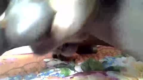 hotter_bbc live stream