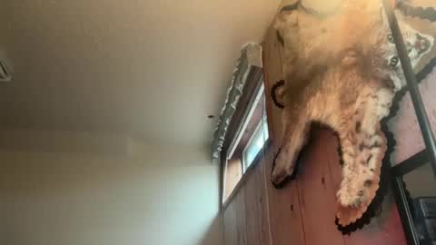 janeandking stream preview