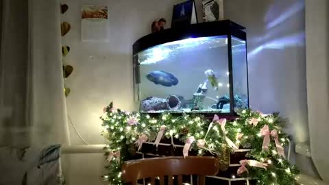 lizabethkimbal stream preview