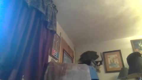 mrhollar live stream