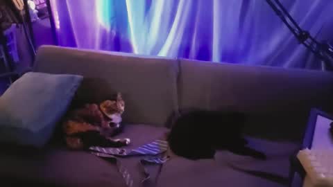 mysteriousdickhead stream preview