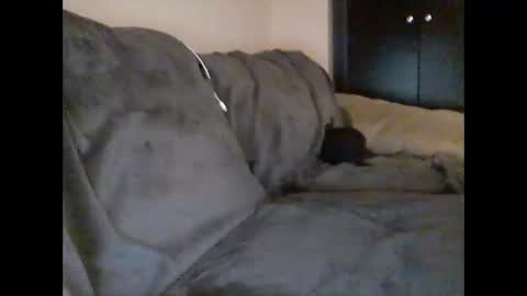 nastynate711 live stream