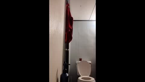 paws4203 live stream