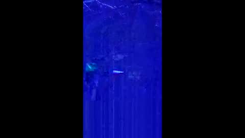 penrodscott7 live stream