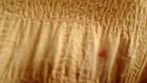 prettyrose01 stream preview