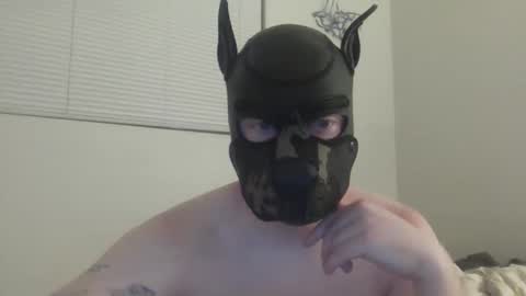 puptav stream preview