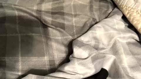 scguy81 stream preview