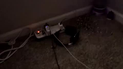 sgrbrnxxx stream preview