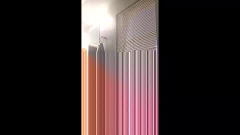 taytaybay live stream