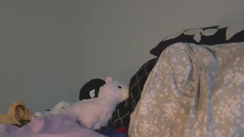 uniqecho live stream