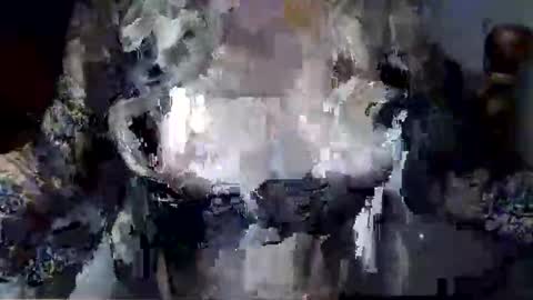 veiledvixenxo live stream