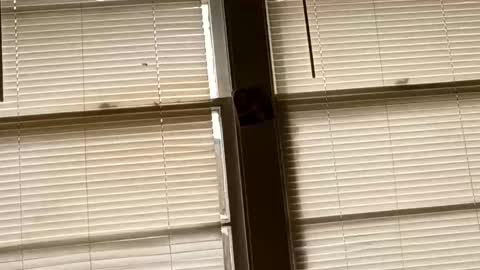 waitingtilmarriage live stream