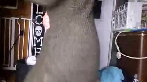 walnut4u live stream