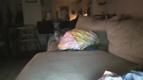 whillywheats6969 stream preview