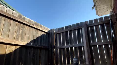 xoxomommy98 live stream