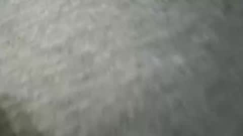 zaddykendoll stream preview